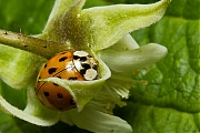 Tienstippelig-lieveheersbeestje-Adalia-decempunctata-20120909g800IMG_0345a.jpg