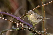 Filename=Tjiftjaf-20150416g12807X1A3609b.jpg
Filesize=615KiB
Dimensions=1280x960
Date added=Apr 16, 2015 Tjiftjaf-20150416g12807X1A3609b.jpg