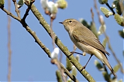 Tjiftjaf-20250319g14401A1A4019atcrfb-Aa-of-Weerijs-Kaarschot.jpg