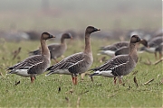 Filename=Toendrarietgans-20170207g1280YSXX6558a.jpg
Filesize=766KiB
Dimensions=1280x960
Date added=Feb 07, 2017 Toendrarietgans-20170207g1280YSXX6558a.jpg