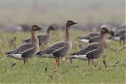 Toendrarietgans-20170207g1280YSXX6558a.jpg