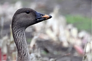 Toendrarietgans-20231024g14401A1A9210dcrfbt-Matjens.jpg