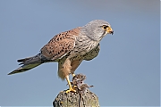 Torenvalk-20180507g1280YSXX2478a.jpg