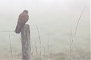 Filename=Torenvalk-20220415g14401A1A1200acrfb-Hogerwaardpolder.jpg
Filesize=595KiB
Dimensions=1280x960
Date added=Nov 17, 2022 Torenvalk-20220415g14401A1A1200acrfb-Hogerwaardpolder.jpg