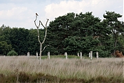 Filename=Torenvalk-20220705g14401A1A4039acrfb-Regte-Heide.jpg
Filesize=724KiB
Dimensions=1280x960
Date added=Sep 10, 2022 Torenvalk-20220705g14401A1A4039acrfb-Regte-Heide.jpg