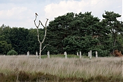 Torenvalk-20220705g14401A1A4039acrfb-Regte-Heide.jpg