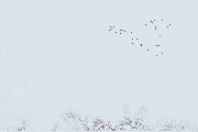 Filename=Torenvalk_Muisvonder_20230110_gif.gif
Filesize=918KiB
Dimensions=1029x772
Date added=Feb 06, 2023 Torenvalk_Muisvonder_20230110_gif.gif