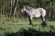 Filename=Trekpaard-20180502g1280YSXX2282a.jpg
Filesize=822KiB
Dimensions=1280x960
Date added=May 02, 2018 Trekpaard-20180502g1280YSXX2282a.jpg