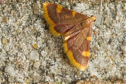 Triangelmot-20140913g1280IMG_6798b.jpg