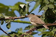 Tuinfluiter-20120610g800IMG_6581a~0.jpg