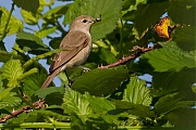 Tuinfluiter-20120630g800IMG_7138n.jpg