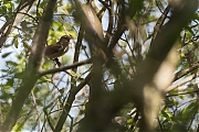 Filename=Tuinfluiter-20180508g1280YSXX2648a.jpg
Filesize=781KiB
Dimensions=1280x960
Date added=May 08, 2018 Tuinfluiter-20180508g1280YSXX2648a.jpg