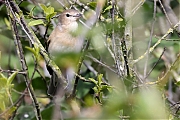 Filename=Tuinfluiter-20230504g14401A1A3318acrfb-Broskens.jpg
Filesize=750KiB
Dimensions=1280x960
Date added=May 16, 2023 Tuinfluiter-20230504g14401A1A3318acrfb-Broskens.jpg