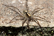 Tuinwolfspin-Pardosa-amentata-20140404g800IMG_2474a~0.jpg