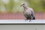 Turkse-tortel-20190428g12807X1A7378a.jpg