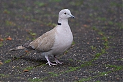 Turkse-tortel-20200217g14407X1A7915acr-Tuin.jpg