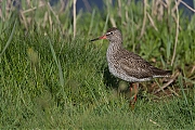 Turuluur-20130509-Tholen-g8007X1A7371a.jpg