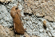 Tweestreepvoorjaarsuil-Orthosia-cerasi-20140311g800IMG_1625a.jpg