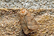 Variabele-breedvleugeluil-20150605g1280IMG_9773a.jpg