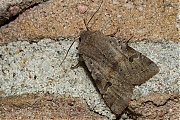 Variabele-voorjaarsuil-Orthosia-incerta-20140310g800IMG_1511b.jpg