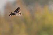 Filename=Veldleeuwerik-20160504g12807X1A4546a.jpg
Filesize=704KiB
Dimensions=1280x960
Date added=Dec 14, 2016 Veldleeuwerik-20160504g12807X1A4546a.jpg