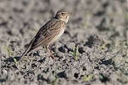 Filename=Veldleeuwerik-20180507g1280YSXX2373a.jpg
Filesize=662KiB
Dimensions=1280x960
Date added=Jun 25, 2018 Veldleeuwerik-20180507g1280YSXX2373a.jpg