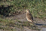 Filename=Veldleeuwerik-20220323g14401A1A9324b-Hoogerwaardpolder.jpg
Filesize=873KiB
Dimensions=1280x960
Date added=Dec 14, 2022 Veldleeuwerik-20220323g14401A1A9324b-Hoogerwaardpolder.jpg