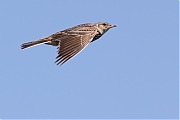 Filename=Veldleeuwerik-20220615g14401A1A3556acrfb-Regte-Heide.jpg
Filesize=533KiB
Dimensions=1280x960
Date added=Jun 28, 2022 Veldleeuwerik-20220615g14401A1A3556acrfb-Regte-Heide.jpg