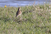 Filename=Veldleeuwerik-20230415g14401A1A2155acrfb-Hogerwaardpolder.jpg
Filesize=865KiB
Dimensions=1280x960
Date added=Jun 10, 2023 Veldleeuwerik-20230415g14401A1A2155acrfb-Hogerwaardpolder.jpg