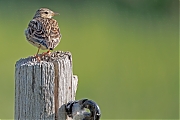 Veldleeuwerik-20250519g14401A1A8539atcrfb-Hogerwaardpolder.jpg