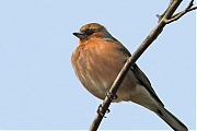 Vink-20080323a9530x-0032.jpg