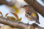 Vink-20100422g1280P1120505an.jpg