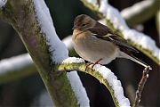 Vink-20101218P1160080a_0.jpg