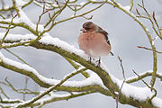 Vink-20101218g1280P1160255na.jpg