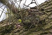 Filename=Vink-20120428g800IMG_3658a.jpg
Filesize=470KiB
Dimensions=800x600
Date added=Apr 30, 2012 Vink-20120428g800IMG_3658a.jpg