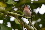 Vink-20120428g800IMG_3754a.jpg