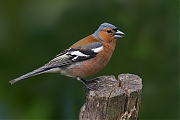 Vink-20120623g800IMG_6836n.jpg