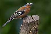 Vink-20120623g800IMG_6848c.jpg