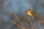 Vink-20121208g800IMG_3274a.jpg