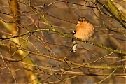 Vink-20121208g800IMG_3277a.jpg