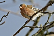 Vink-20130202g14407X1A3612acrfb-Rielse-Heide.jpg