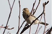 Vink-20130202g8007X1A3598b.jpg