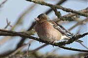 Filename=Vink-20130202g8007X1A3606a.jpg
Filesize=322KiB
Dimensions=800x600
Date added=Feb 02, 2013 Vink-20130202g8007X1A3606a.jpg