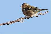 Filename=Vink-20130202g8007X1A3610a.jpg
Filesize=210KiB
Dimensions=800x600
Date added=Feb 02, 2013 Vink-20130202g8007X1A3610a.jpg