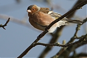 Filename=Vink-20130202g8007X1A3612a.jpg
Filesize=279KiB
Dimensions=800x600
Date added=Feb 02, 2013 Vink-20130202g8007X1A3612a.jpg