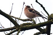 Vink-20130206g8007X1A3717b.jpg