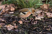 Filename=Vink-20130209g8007X1A3816a.jpg
Filesize=386KiB
Dimensions=800x600
Date added=Feb 09, 2013 Vink-20130209g8007X1A3816a.jpg