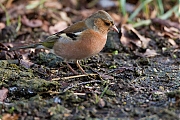 Filename=Vink-20130209g8007X1A3822a.jpg
Filesize=393KiB
Dimensions=800x600
Date added=Feb 09, 2013 Vink-20130209g8007X1A3822a.jpg