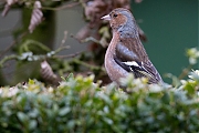 Filename=Vink-20130301g8007X1A4813a.jpg
Filesize=287KiB
Dimensions=800x600
Date added=Mar 02, 2013 Vink-20130301g8007X1A4813a.jpg
