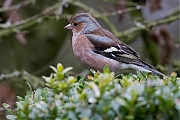 Filename=Vink-20130301g8007X1A4817a.jpg
Filesize=313KiB
Dimensions=800x600
Date added=Mar 02, 2013 Vink-20130301g8007X1A4817a.jpg